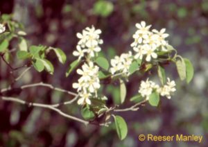 Amelanchier canadensis