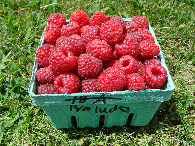 A quart of fresh picked prelude raspberries.